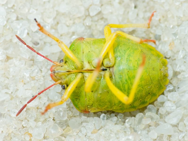 Antheminia lunulata (Goeze, 1778)